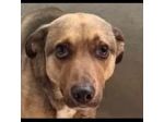 HIROITO, CERCHIAMO QUALCUNO CHE LEGGA NEL SUO CUORE CAGNOLINO IN ADOZIONE