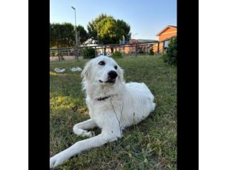 NEVE MERAVIGLIOSA CAGNOLINA IN ADOZIONE
