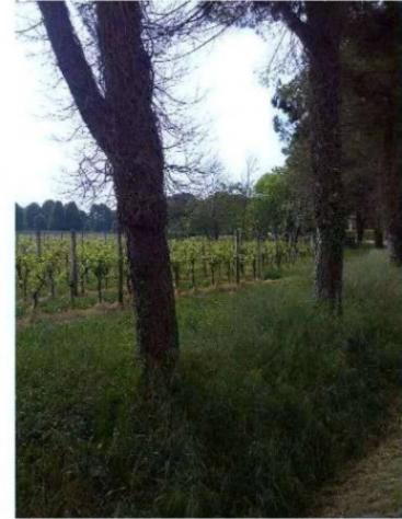 Immobile in asta di 11048 m² in vendita a Caneva - Foto 15