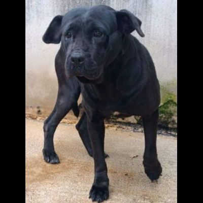 BUBA MIX SHAR PEI BUONISSIMA, CAGNOLINA IN ADOZIONE