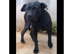 BUBA MIX SHAR PEI BUONISSIMA, CAGNOLINA IN ADOZIONE