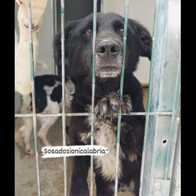 HUGO 15 chili di dolcezza e amorevolezza cagnolino in adozione - Foto 3