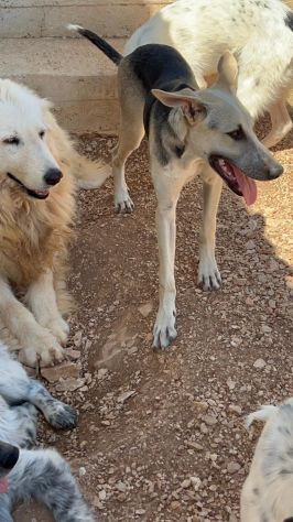 Ultimi 3cuccioli 7mesi  SENZA RICHIESTE. BARI - Foto 6