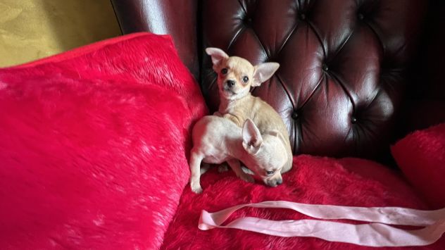 Cuccioli di Chihuahua - Fiumicino - Foto 3