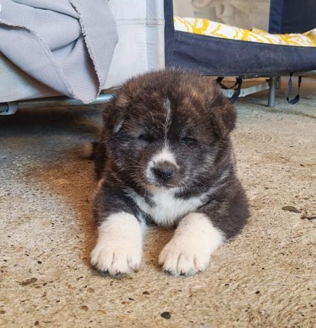 Cani Akita inu - Foto 2