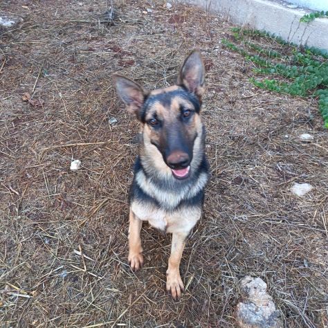 Cucciolotta di pastore cerca adozione - Foto 3