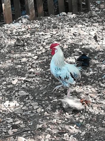 Galli,galline,chiocce con pulcini - Foto 3