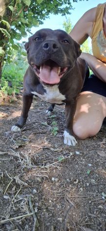 MILA - simil pitbull di 6 anni e mezzo