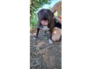 MILA - simil pitbull di 6 anni e mezzo