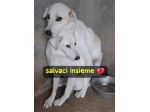 PENNY E NINA 4 ANNI taglia media