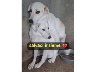 PENNY E NINA 4 ANNI taglia media