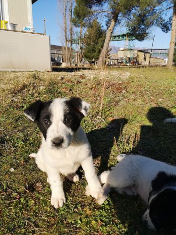 Splendidi cuccioli cercano casa - Foto 4