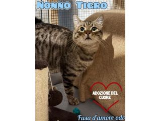 TIGRO, tenero gatto in adozione!