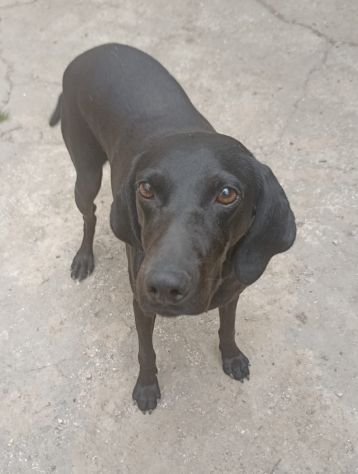 Giuditta - Foto 7