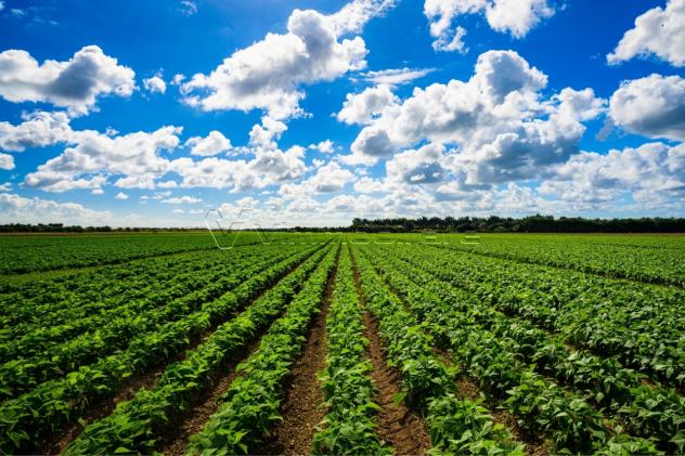 Agricolo in vendita a Borgo Veneto