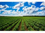 Agricolo in vendita a Borgo Veneto