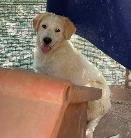 Nano cucciolo incrocio Golden Labrador - Foto 4