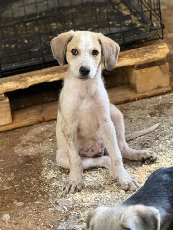 CAROTINO CUCCIOLO IN ADOZIONE - Foto 4