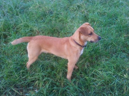 CONAN, splendido musetto - Foto 3
