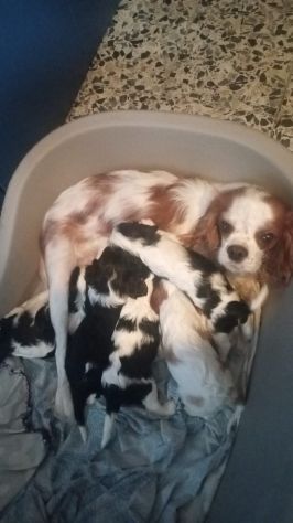CUCCIOLI DI CAVALIER KING DA PRIVATO