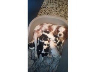 CUCCIOLI DI CAVALIER KING DA PRIVATO