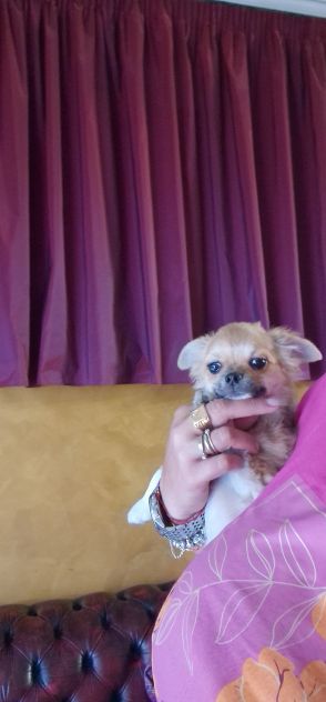 Chihuahua pelo corto crema - Foto 5