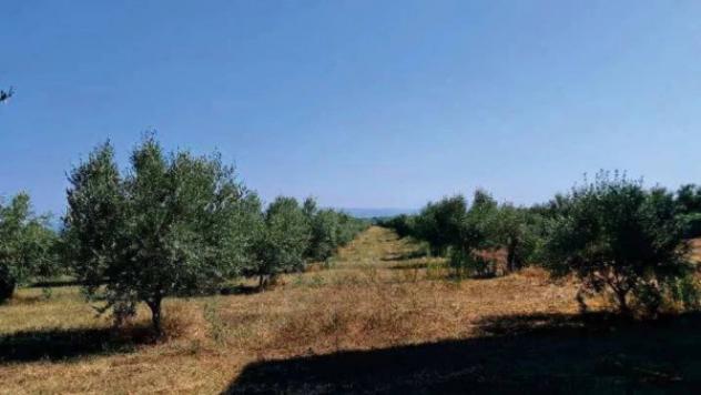 Immobile in asta di 277110 m² in vendita a Gioia Tauro - Foto 5