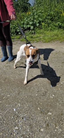 JAKI O, 2 ANNI (20/04/24), TAGLIA MEDIA PICCOLA: CERCA CASA! - Foto 3