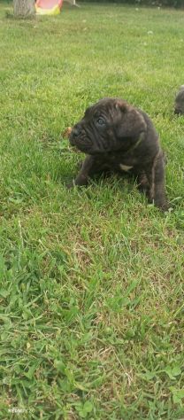 Cuccioli cane corso - Foto 4
