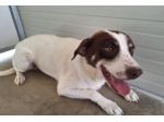 Lillo simil segugino 3anni in canile da cucciolo. HELP COSENZA