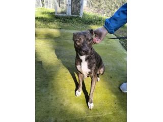 Apollo simil amstaff
