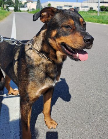 Tiglio, a Milano, cucciolone di 1,5 anni - Foto 8