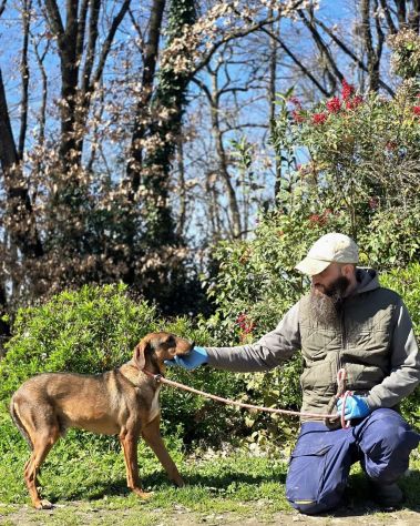 Magnifico MELAMPO mix segugio CANE IN ADOZIONE - Foto 10
