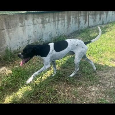QUASAR POINTER AFFETTUOSO CANE IN ADOZIONE - Foto 5