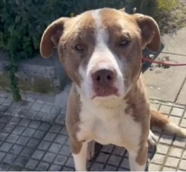 Ciro mix Amstaff 9mesi trovato legato SICILIA SOS CASA - Foto 4