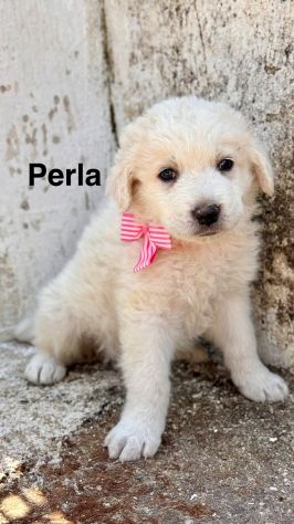 Cuccioli di maremmano - Foto 7