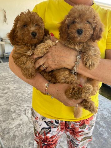 Cuccioli di Barboncino - Foto 4