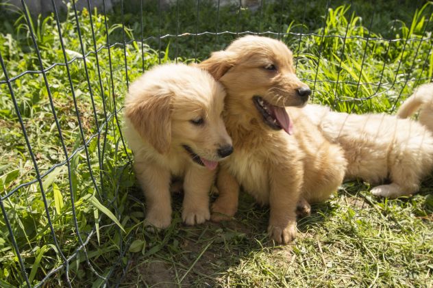 GOLDEN RETRIEVER CUCCIOLI - Foto 2