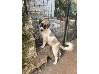 Lillino cucciolo