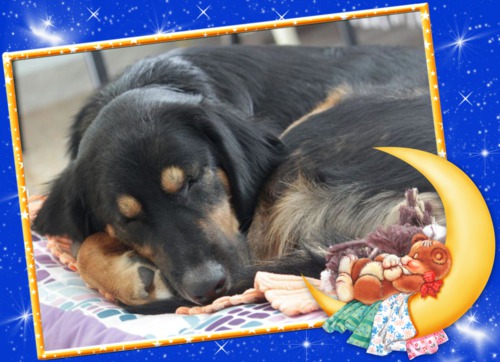 LENIA, meravigliosa cucciolona - Foto 2