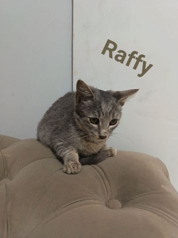 Tanti gattini meravigliosi cercano famiglia - Foto 3