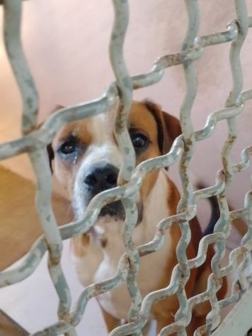 NADIR SIMIL BOXER SOCIEVOLE EDUCATO CANE IN ADOZIONE - Foto 4