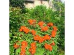 B&B Borgo Scipione