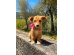 Regalo cuccioli taglia medio piccola
