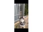 Aron husky