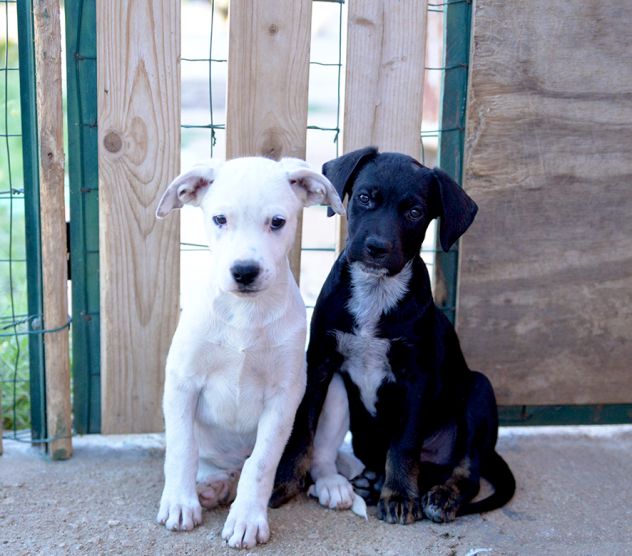 Milo e Ricky dolcissimi cuccioli in adozione - Foto 6