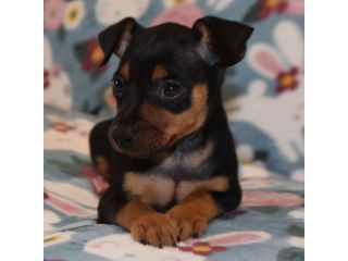 Bellissimi cuccioli di Pinscher