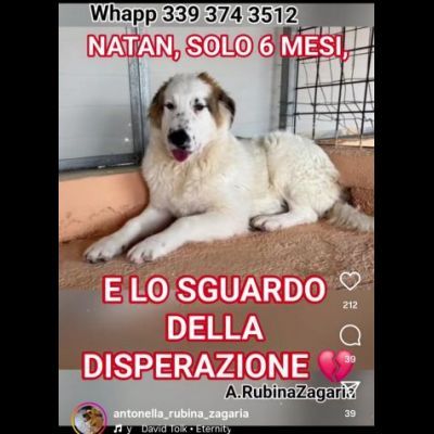 NATAN MERAVIGLIOSO CUCCIOLO IN ADOZIONE - Foto 2