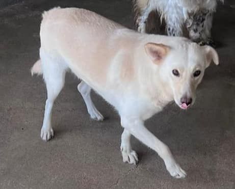BLANGE CAGNOLINA IN ADOZIONE - Foto 2