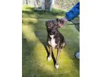 Apollo simil amstaff
